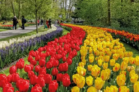 Keukenhof Tulpen Horeca werken